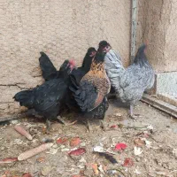 مرغ بومی|حیوانات مزرعه|حبیب آباد, |دیوار