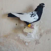 مجسمه کبوتر ماده دوتا