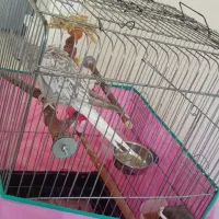 عروس هلندی ایزابلا|پرنده|رشت, انصاری|دیوار