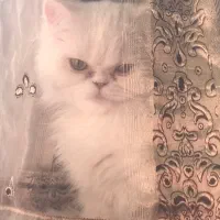 گربه پرشین
