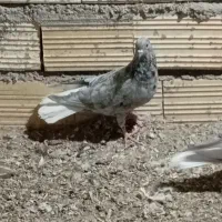 کبوتر|پرنده|بم, |دیوار