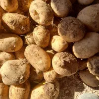 سیب زمینی جعلی خوراکی|خوردنی و آشامیدنی|قیدار, |دیوار