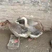 غوغاز و سنگ یشم جنگلی ودرسه لخت