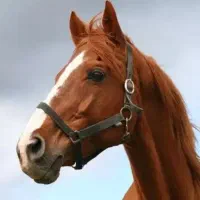 خرید و فروش اسب