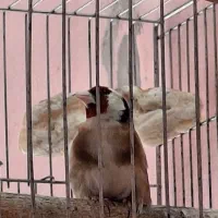 سهره نر مست وبخون|پرنده|اصفهان, وحید|دیوار