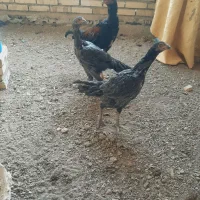 لاری خروس