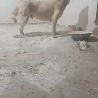 واگذاری سگ پژدر
