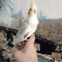 جوجه عروس سرلاکی