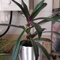 فروش گل طبیعی|گل و گیاه طبیعی|دورود, |دیوار