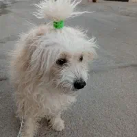 سگ فروشی|سگ|مبارکه, |دیوار