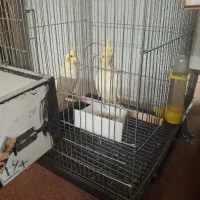 یک جفت عروس هلندی مولد کار داده