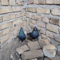 کبوتر|پرنده|بوئین زهرا, |دیوار