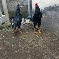 مرغ خروس