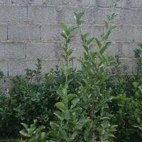 شمشاد سبز و ابلق|خدمات باغبانی و درختکاری|رشت, لاکان|دیوار