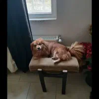 پامراشپیتز