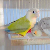 پرنده سرای کاکادو|پرنده|سنندج, |دیوار