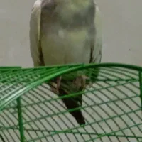 عروس هلندی گم شده