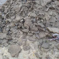 کود حیوانی گوسفند کهنه