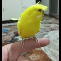 مرغ عشق کاکلی سخنگو 20کلمه معاوضه با قناری مولد|پرنده|تبریز, |دیوار