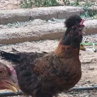 فروش 4 عدد مرغ سلطان پاپر تخم گذار