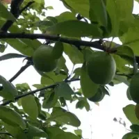 آلوچه محلی شیرین قندی