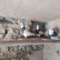 سه عددکفترطوقی دوتانریه ماده|پرنده|لاران, |دیوار