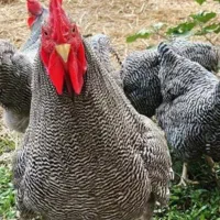 تخممرغ نطفهدار مرندی و پلیموت راک|حیوانات مزرعه|تهران, افسریه شمالی|دیوار