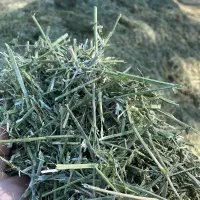 فروش یونجه
