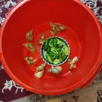 شاه مولد تخم گذار آلبینو|خزنده|همدان, |دیوار