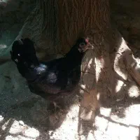 مرغ تخمگذار