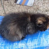 گربه بازیگوش