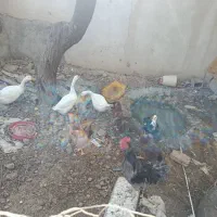 با سلام ۲۸عدد مرغ خروس.به فروش میرسد