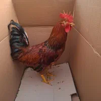 خروس کاملا سالم