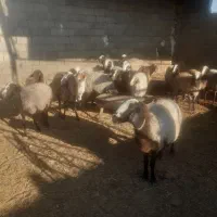 گوسفند پرواری و داشتی