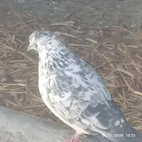 کبوتر ماده سوسک