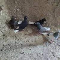 کفتر|پرنده|نیشابور, فضل|دیوار