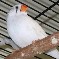 فنج سفیده