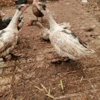 ۸ عدد غاز|حیوانات مزرعه|قیامدشت - خاورشهر, |دیوار