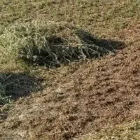 یونجه پر گل درجه یک
