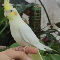 عروس هلندی ماده|پرنده|رفسنجان, |دیوار