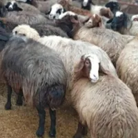 انواع گوسفند محلی چاق برای قربانی|حیوانات مزرعه|قم, انسجام|دیوار