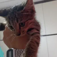بچه گربه