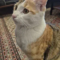 واگذاری گربه زیبا واکسن خورده و انگل تراپی شده