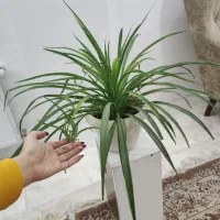 گل گندمی|گل و گیاه طبیعی|قزوین, |دیوار