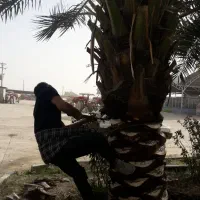 کار با نخل