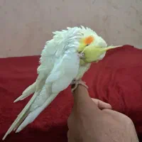 عروس هلندی|پرنده|قم, آزادگان|دیوار
