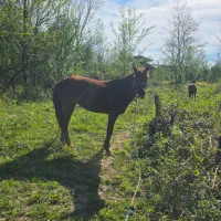 مادیان سال ۵