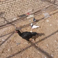 قیمت توافقی  معاوضه با مرغ