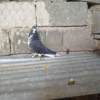 چپ شهری طوقی|پرنده|فسا, |دیوار