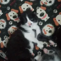 گربه کوچلو|گربه|مشهد, کوشش|دیوار